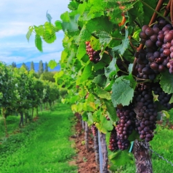 Plocha vinic se rozšířila, malých pěstitelů ubývá