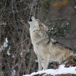 Česko se učí žít s vlky, pomáhá Program péče, Náhrady škod způsobené vlky se rozšíří, začíná platit nová vyhláška