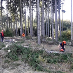 Na opravy silnic poničené těžbou dřeva půjde 123 milionů korun, Na území celé republiky začaly intenzivní práce v lesích