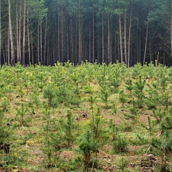 Den za obnovu lesa, největší lesnická akce pro veřejnost, Intenzivní obnova lesů pokračuje, V novodobé historii ČR došlo k rekordnímu zalesňování