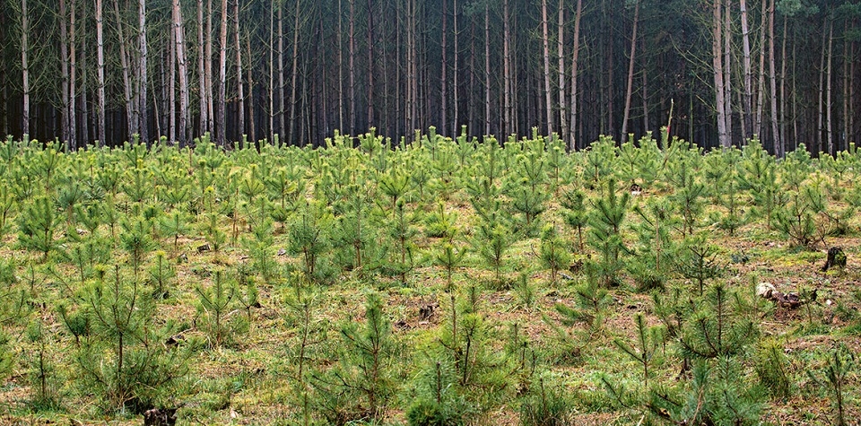 Den za obnovu lesa, největší lesnická akce pro veřejnost, Intenzivní obnova lesů pokračuje, V novodobé historii ČR došlo k rekordnímu zalesňování