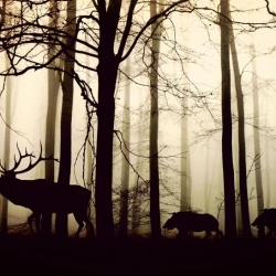 Stav a lov zvěře v Libereckém kraji