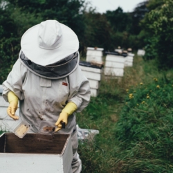Dotace pro chovatele včel