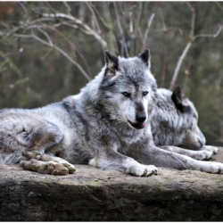 V Podkrkonoší se objevili vlci. Kraj i ochránci přírody vyzývají k obezřetnosti