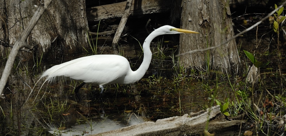 Ornitologové sečetli na Berounce tisíce vodních ptáků
