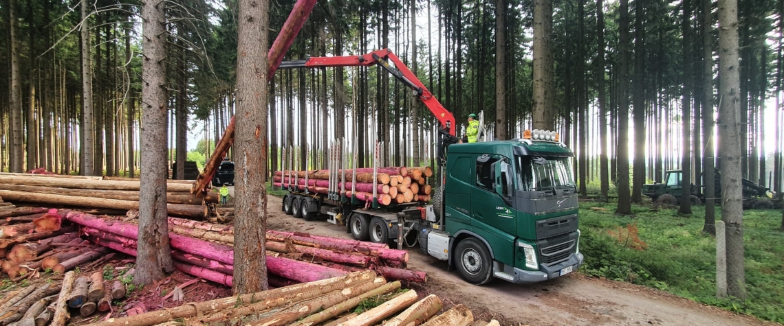 Greenpeace: Lesy ČR kácely v Krušnohoří staré stromy ilegálně