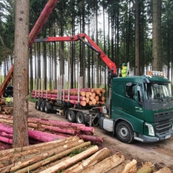 Greenpeace: Lesy ČR kácely v Krušnohoří staré stromy ilegálně