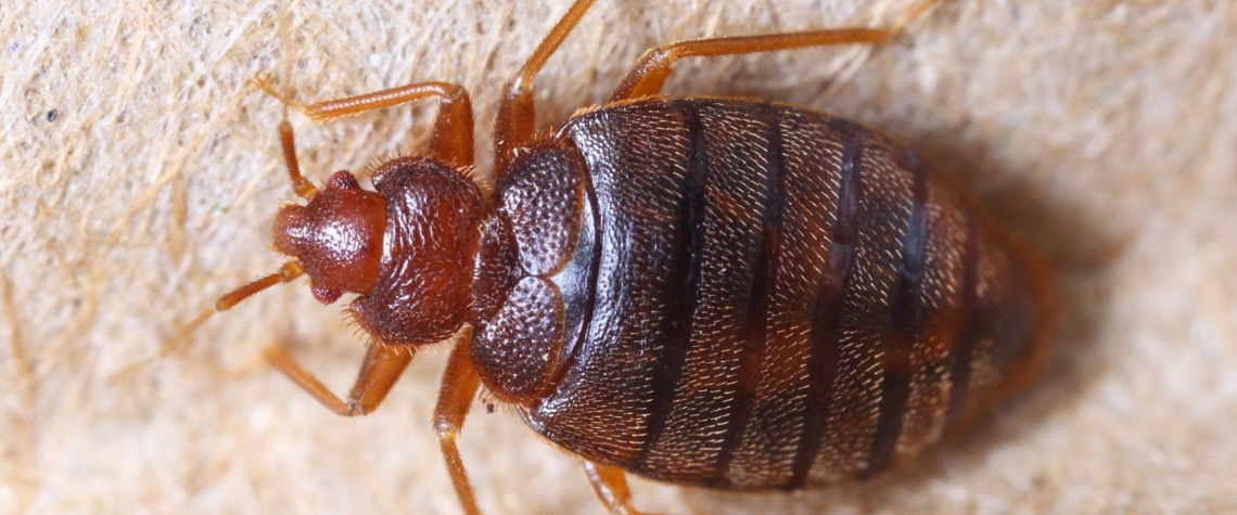 Spousty Čechů si každoročně přiveze z dovolené štěnice