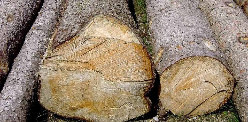 Pokuta pro Lesy ČR za kácení stromů v Krušných horách